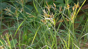 Rumput_Teki_Gulma_Pengganggu_Yang_Banyak_Khasiat_2