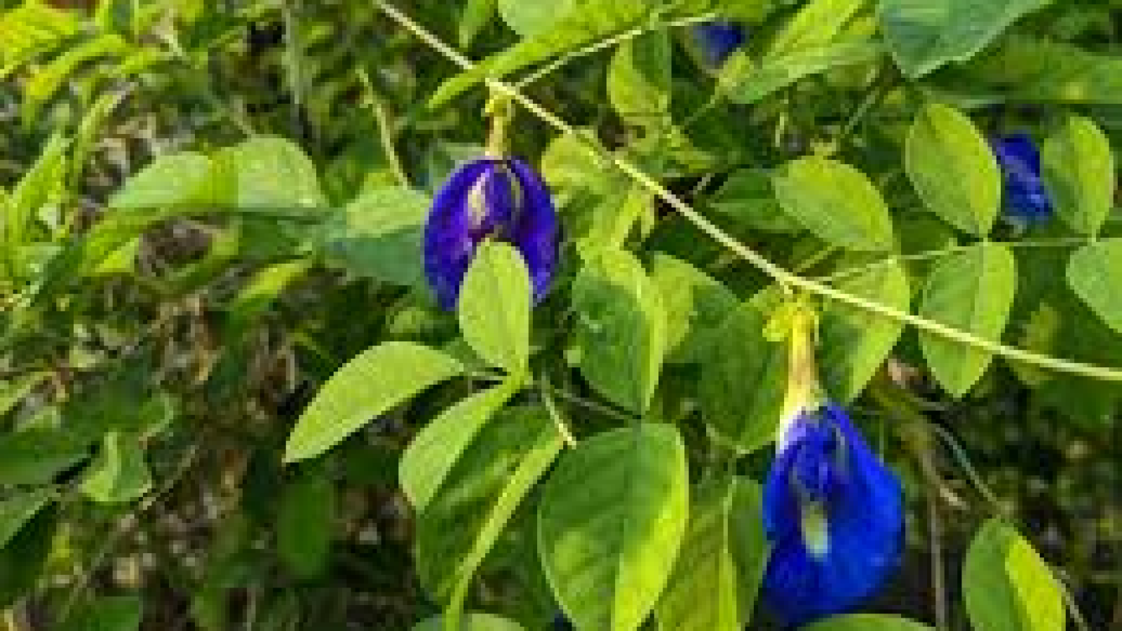 butterfly pea