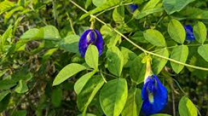 butterfly pea