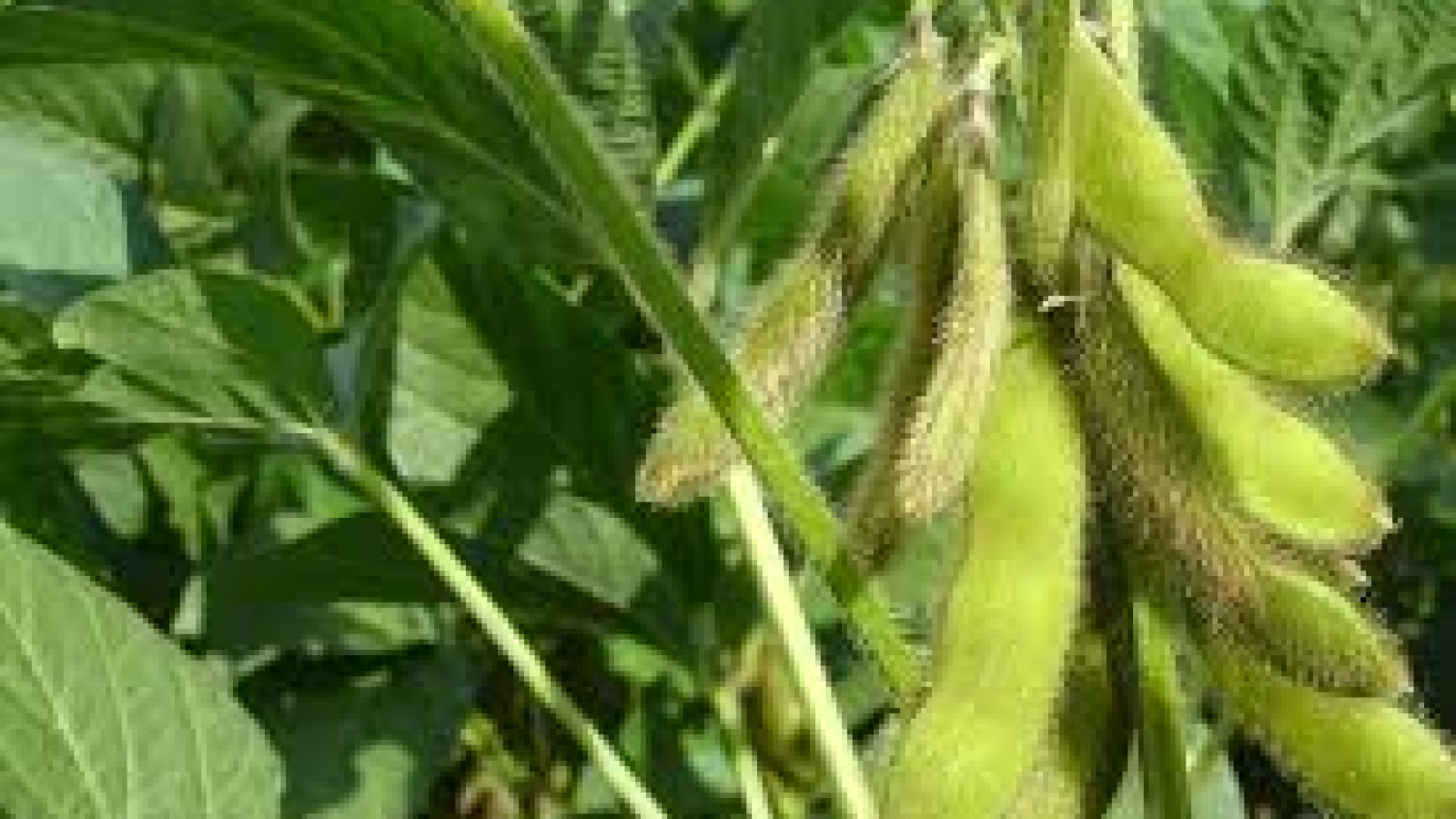 daun kacang kedelai