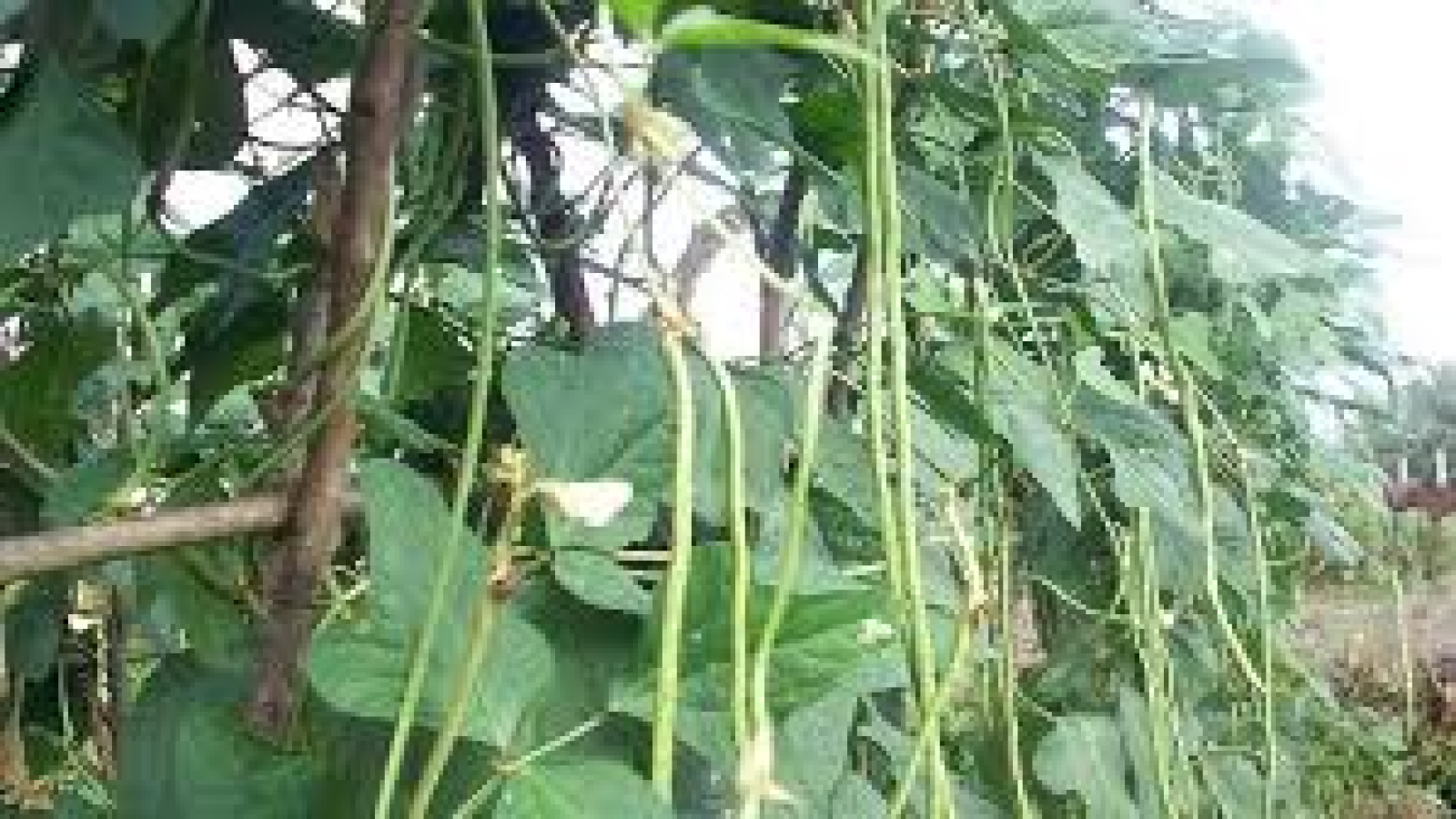 daun kacang panjang