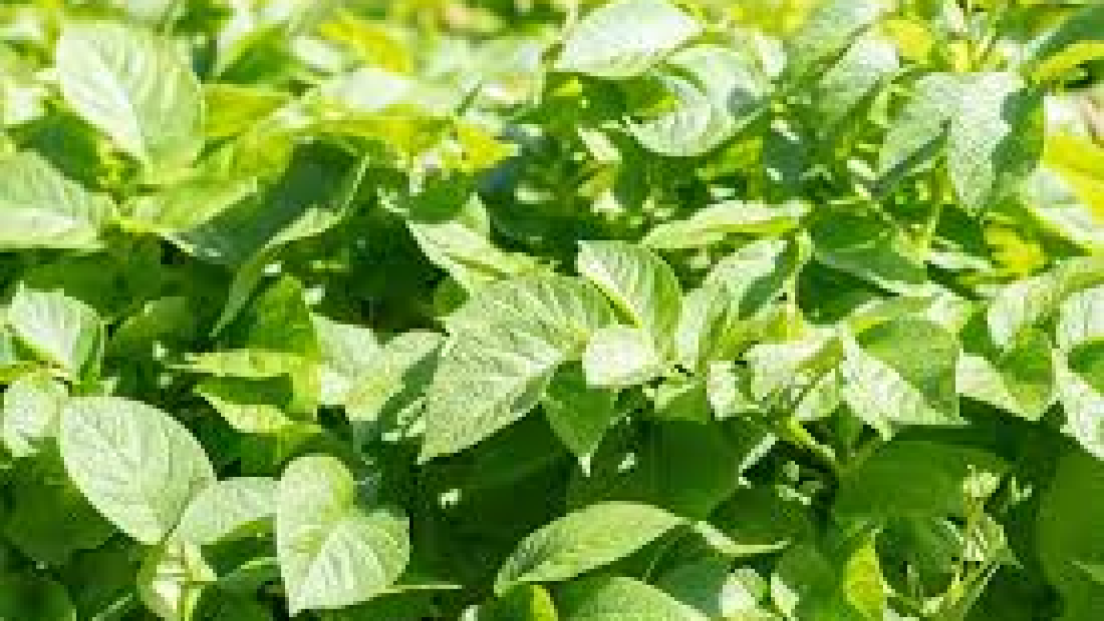 daun kentang
