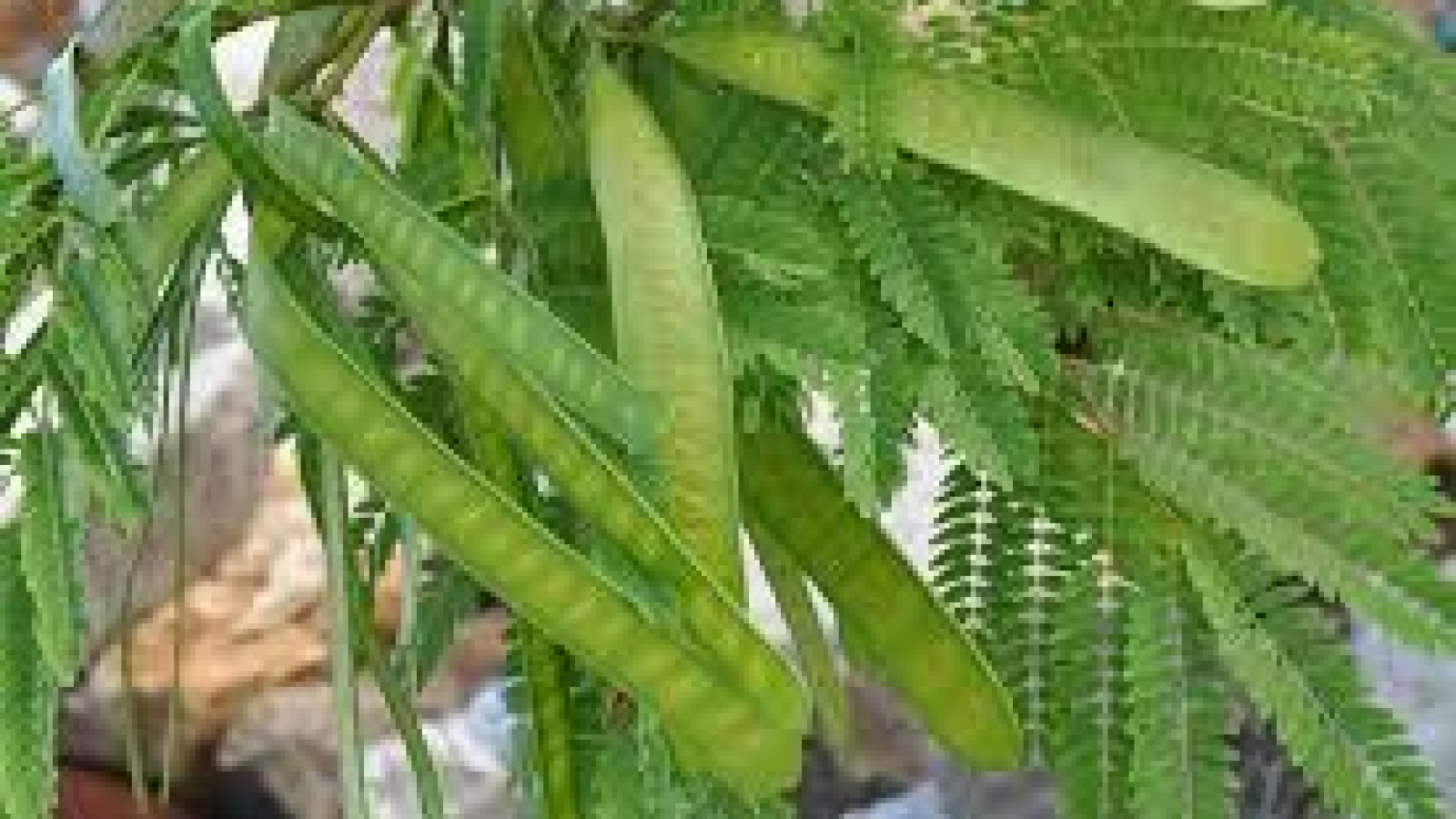 daun lamtoro