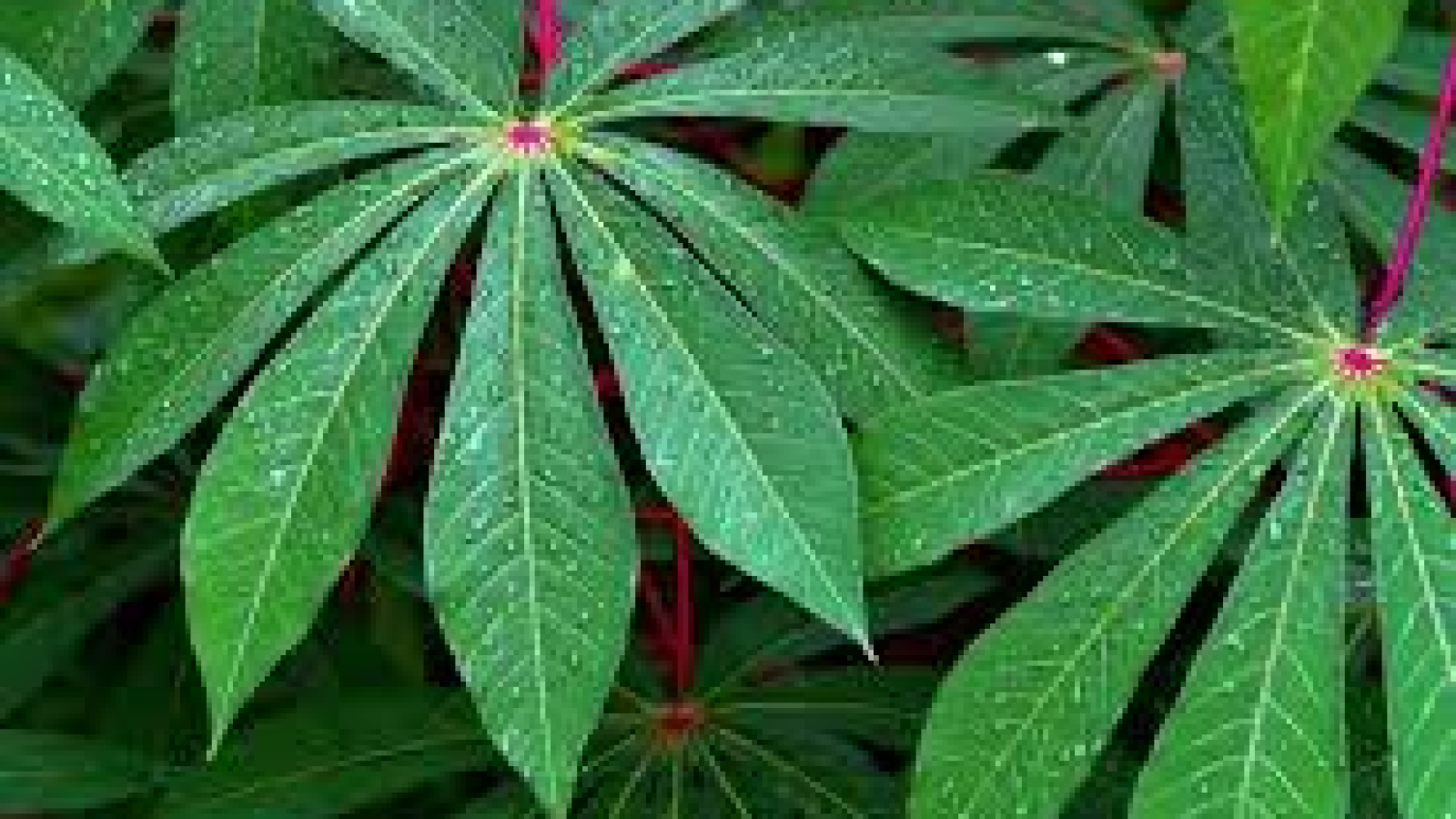 daun singkong
