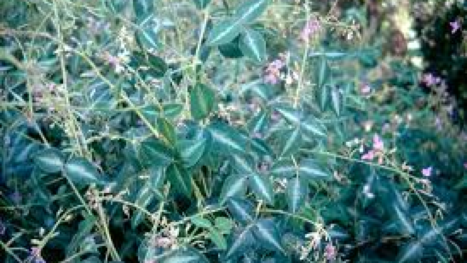 desmodium uncinatum