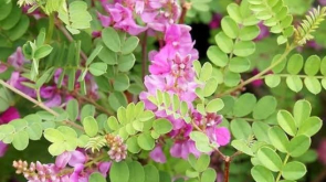 indigofera